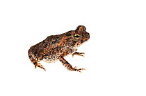 Cane toad (Rhinella marina) Chenapau, Guyana. Meetyourneighbours.net project.