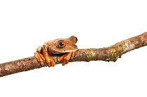 Map Tree frog (Hypsiboas geographicus) Chenapau, Guyana. Meetyourneighbours.net project.