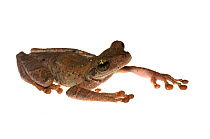 Manaus slender-legged tree frog (Osteocephalus taurinus) Chenapau, Guyana. Meetyourneighbours.net project.