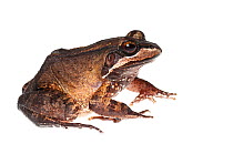 Ditch frog (Leptodactylus rhodomystax) Chenapau, Guyana. Meetyourneighbours.net project.