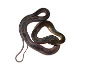 Swamp snake (Liophis reginae) Chenapau, Guyana. Meetyourneighbours.net project.
