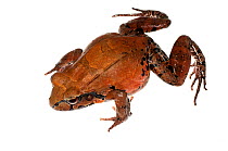 Knudsen's Thin-toed Frog (Leptodactylus knudseni) adult, Chenapau, Guyana. Meetyourneighbours.net project.