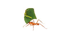 Leaf-cutter ant (Acromyrmex sp.) carrying leaf, Chenapau, Guyana. Meetyourneighbours.net project.