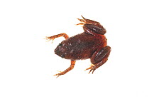 Arrabal's Suriname toad (Pipa arrabali) Chenapau, Guyana. Meetyourneighbours.net project.