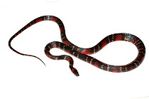 Calico Snake (Oxyrhopus melanogenys) Chenapau, Guyana. Meetyourneighbours.net project.