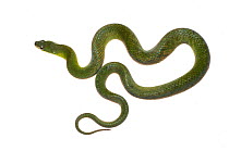 Blind swamp snake (Liophis typhlus) Chenapau, Guyana. Meetyourneighbours.net project.