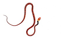 Tropical flat snake (Siphlophis compressus) Chenapau, Guyana. Meetyourneighbours.net project.