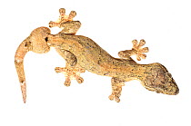 Radish-tail Gecko (Thecadactylus rapicauda) Chenapau, Guyana. Meetyourneighbours.net project.