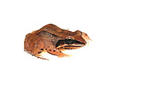 Ditch frog (Leptodactylus mystaceus) Chenapau, Guyana. Meetyourneighbours.net project.