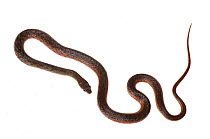 Swamp snake (Liophis sp.) Chenapau, Guyana. Meetyourneighbours.net project.
