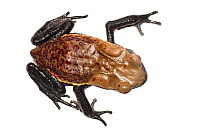 Smooth-sided toad (Rhaebo guttatus) Chenapau, Guyana. Meetyourneighbours.net project.