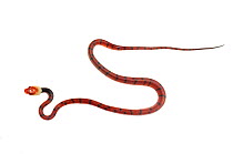 Tropical flat snake (Siphlophis compressus) Chenapau, Guyana. Meetyourneighbours.net project.