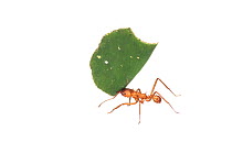 Leaf-cutter ant (Acromyrmex sp.) Chenapau, Guyana. Meetyourneighbours.net project.