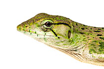 Common monkey lizard (Polychrus marmoratus) Chenapau, Guyana. Meetyourneighbours.net project.