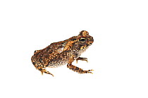 Cane toad (Rhinella marina) Chenapau, Guyana. Meetyourneighbours.net project.