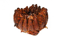 Rotting Kufa sp. fruit, Chenapau, Guyana. Meetyourneighbours.net project.