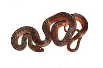 Swamp snake (Liophis sp.) Chenapau, Guyana. Meetyourneighbours.net project.
