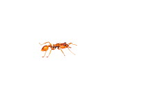 Canopy ant (Daceton armigerum) Chenapau, Guyana. Meetyourneighbours.net project.