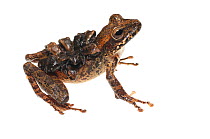 Groete Creek Carrying Frog (Stefania evansi) female with froglets,  Chenapau, Guyana. Meetyourneighbours.net project.