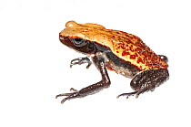 Smooth-sided toad (Rhaebo guttatus) Chenapau, Guyana. Meetyourneighbours.net project.