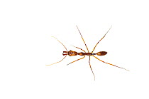 Trapjaw ant (Odontomachus sp.) Chenapau, Guyana. Meetyourneighbours.net project.