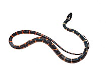 Banded calico snake (Oxyrhopus petol / petolarius) Chenapau, Guyana. Meetyourneighbours.net project.