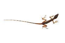 Anole lizard (Anolis fuscoauratus) Chenapau, Guyana. Meetyourneighbours.net project.