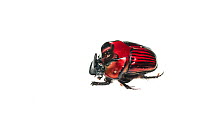 Dung beetle (Oxysternon festivum) Chenapau, Guyana. Meetyourneighbours.net project.
