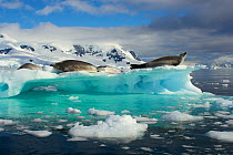 Crab Eater Seals (Lobodon carcinophagus) resting on an iceberg, Antarctica, February. Winner of first place in Youth Division of Big Picture Photography Competition 2014.