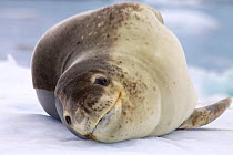 Leopard Seal (Hydrurga leptonyx) resting on iceberg, Antarctica, February.