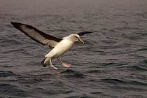 Gray Headed Albatross (Thalassarche chrysostoma) landing, South Georgia Island, March.