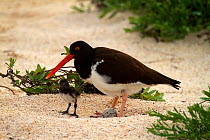 American Oystercatcher (Haematopus palliatus) with chick and egg, San Cristobal, Galapagos Islands.