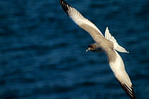 Swallow-tailed Gull (Creagrus furcatus) flying over the ocean, Espanola Island, Galapagos Islands.