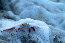 Sally Lightfoot Crab (Grapsus grapsus) in sea foam, Floreana Island, Galapagos Islands, Ecuador