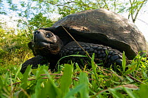 Galapagos Giant Tortoise (Chelonoidis nigra porteri) resting in grass, Santa Cruz Island, Galapagos Islands, Ecuador