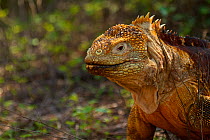 Galapagos land iguana (Conolophus subcristatus) portrait, Cerro Dragon island, Galapagos Islands, Ecuador