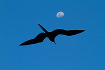 Great Frigatebird (Fregata minor) in flight in front of the moon, Daphne Major Island, Galapagos Islands, Ecuador