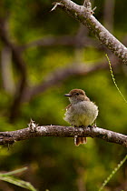 Galapagos Flycatcher (Myiarchus magnirostris) perched on a branch and looking out over the forest, Santa Cruz Island, Galapagos Islands, Ecuador