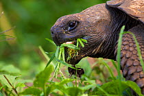 Galapagos Giant Tortoise (Chelanoidis nigra porteri) feeding, Santa Cruz Island, Galapagos Islands, Ecuador
