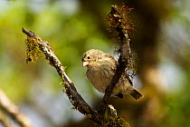 Small Tree Finch (Camarhynchus parvulus) perched on branch, Santa Cruz Island, Galapagos Islands, Ecuador