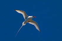 Red-billed Tropicbird (Phaethon aethereus) soaring against the sky, Galapagos Islands.