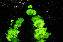 Bioluminescent fungi (Omphalotus nidiformis / Pleurotus nidiformis) glowing on tree trunk in rainforest at night, Atherton Tablelands, Queensland, Australia,