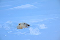 Polar bear (Ursus maritimus) female peeking out of her den entrance. Wapusk National Park, Churchill, Manitoba, Canada, March.