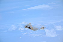 Polar bear (Ursus maritimus) female coming out the den. Wapusk National Park, Churchill, Manitoba, Canada, March.