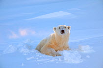 Polar bear (Ursus maritimus) female coming out the den. Wapusk National Park, Churchill, Manitoba, Canada, March.