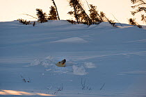 Polar bear (Ursus maritimus) female peeking out of her den entrance. Wapusk National Park, Churchill, Manitoba, Canada, March.