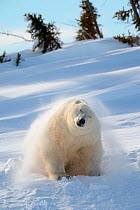 Polar bear (Ursus maritimus) female coming out the den and shaking off snow. Wapusk National Park, Churchill, Manitoba, Canada, March.