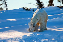 Polar bear (Ursus maritimus) female coming out the den with one three month cub. Wapusk National Park, Churchill, Manitoba, Canada, March.