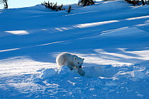 Polar bear (Ursus maritimus) cub 3 months coming out the den. Wapusk National Park, Churchill, Manitoba, Canada, March.