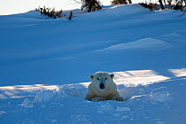 Polar bear (Ursus maritimus) female coming out the den. Wapusk National Park, Churchill, Manitoba, Canada. March 2014